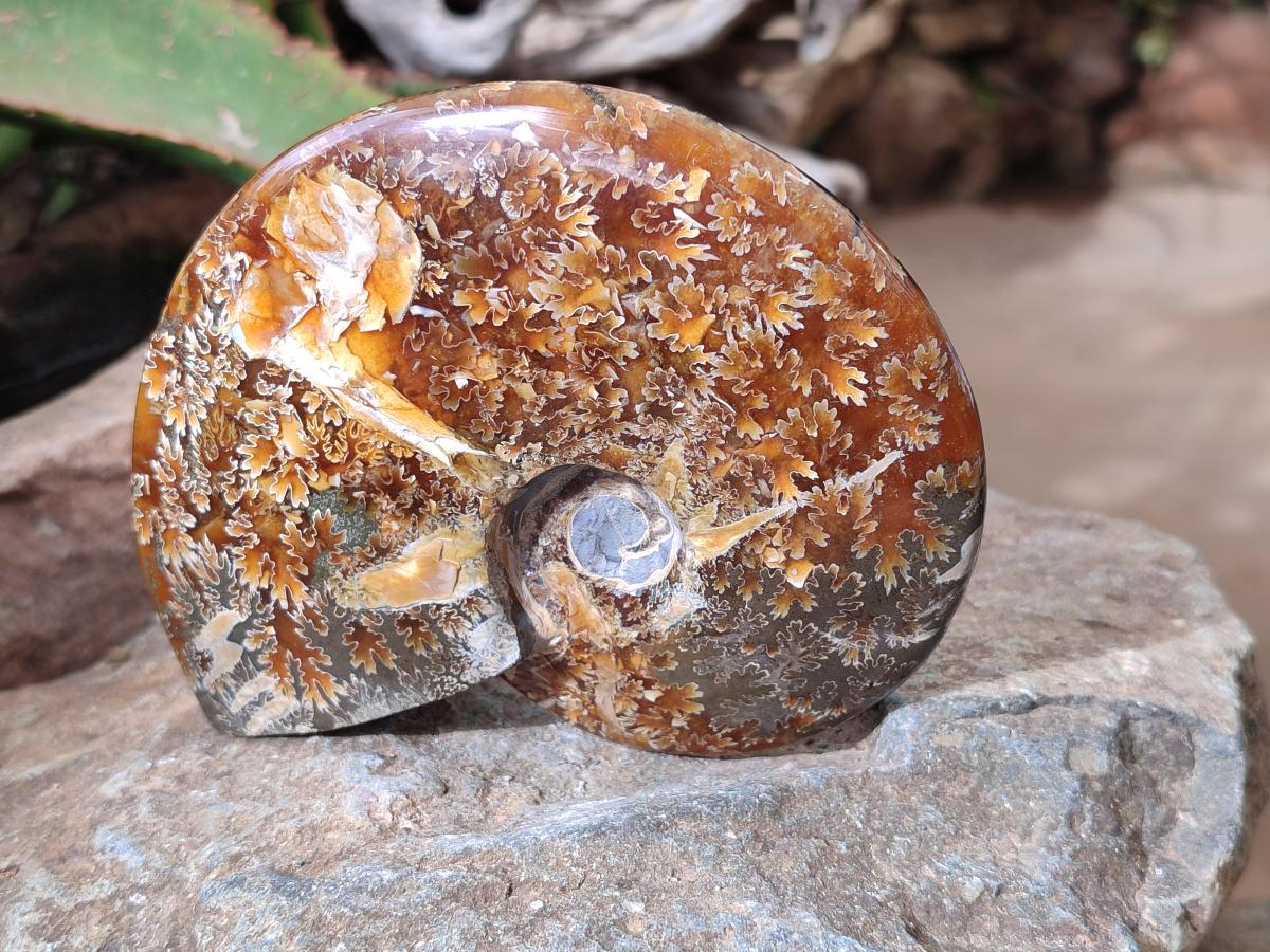Polished Cleoniceras "Jigsaw" Ammonite Fossils x 2 From Tulear, Madagascar