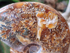 Polished Cleoniceras "Jigsaw" Ammonite Fossils x 2 From Tulear, Madagascar