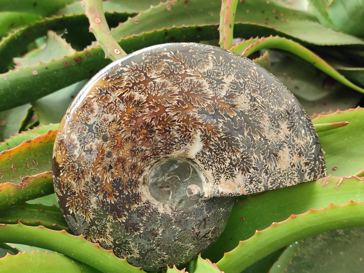 Polished Cleoniceras "Jigsaw" Ammonite Fossils x 2 From Tulear, Madagascar
