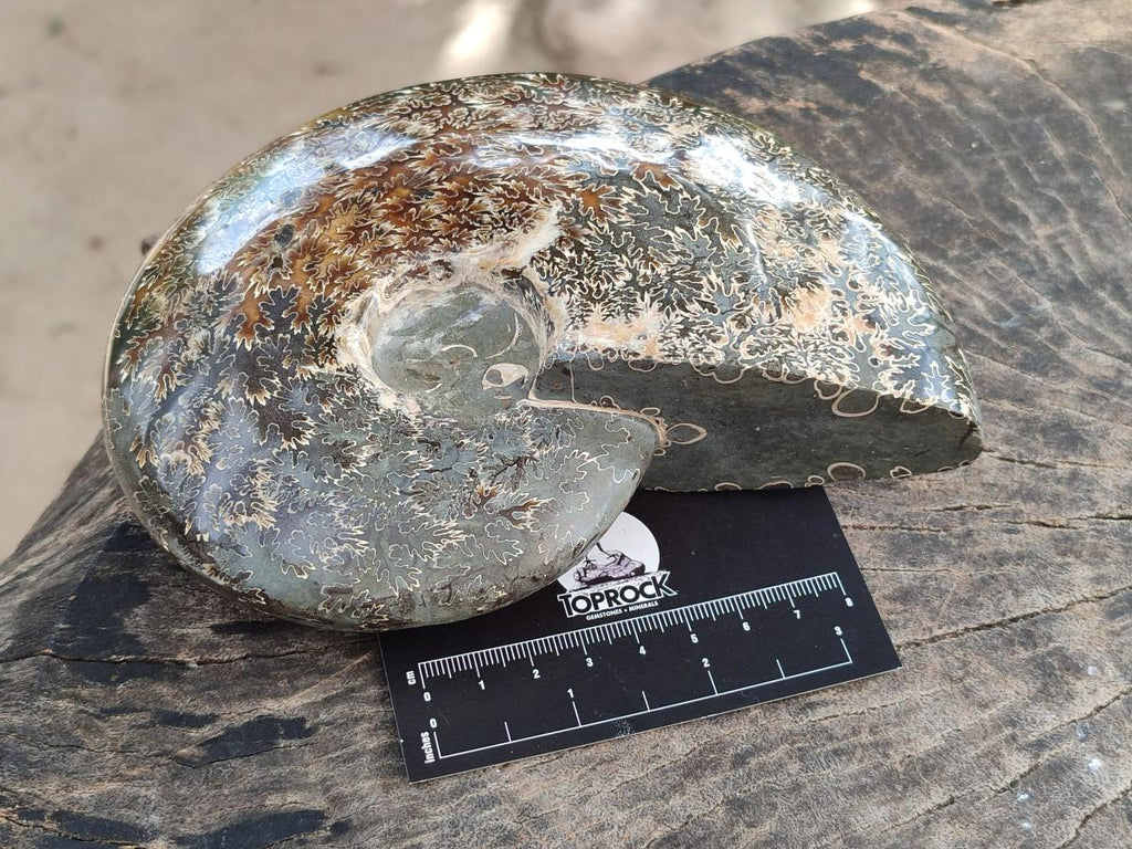 Polished Cleoniceras "Jigsaw" Ammonite Fossils x 2 From Tulear, Madagascar