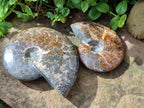 Polished Cleoniceras "Jigsaw" Ammonite Fossils x 2 From Tulear, Madagascar
