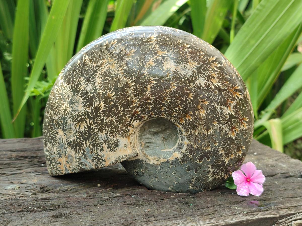 Polished Cleoniceras "Jigsaw" Ammonite Fossils x 2 From Tulear, Madagascar