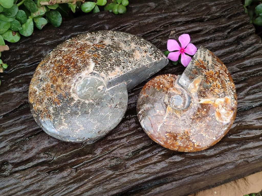 Polished Cleoniceras "Jigsaw" Ammonite Fossils x 2 From Tulear, Madagascar