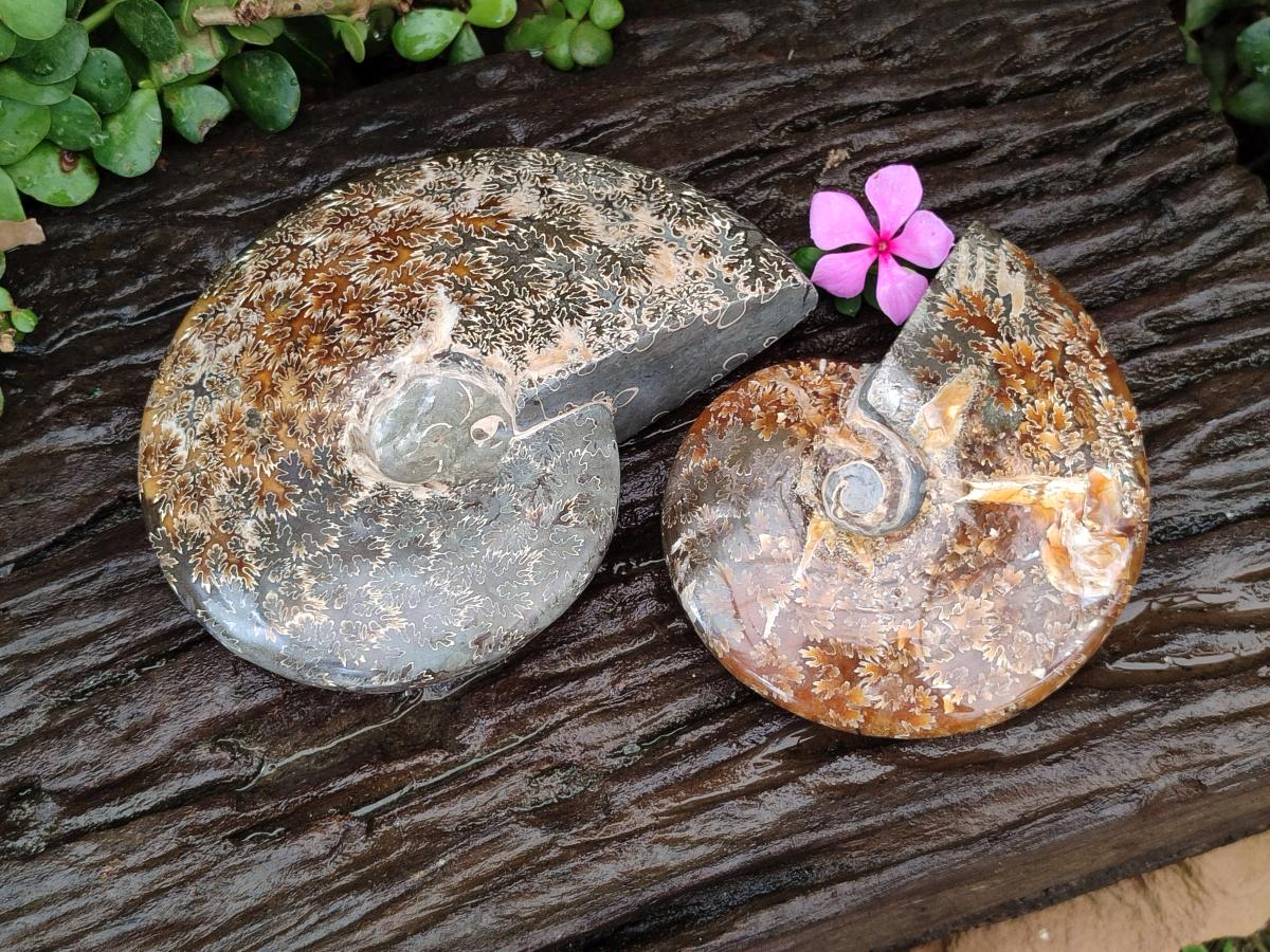 Polished Cleoniceras "Jigsaw" Ammonite Fossils x 2 From Tulear, Madagascar