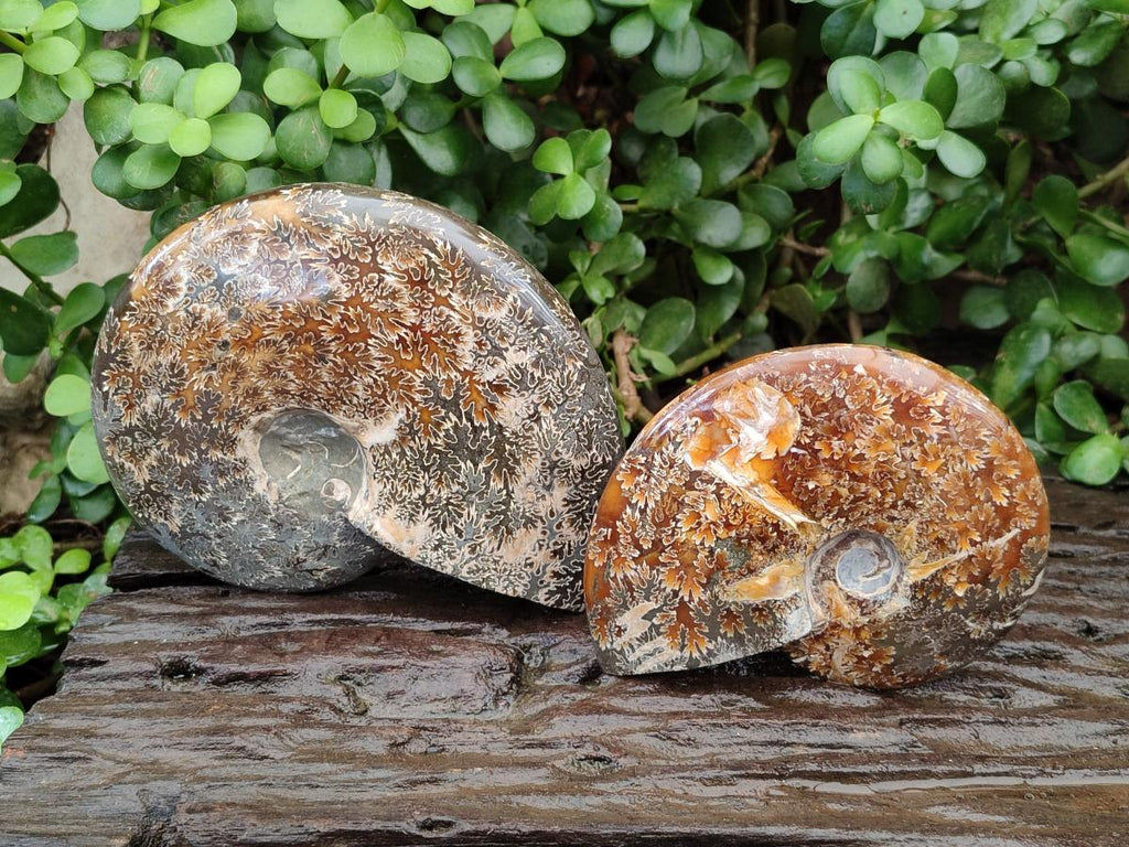 Polished Cleoniceras "Jigsaw" Ammonite Fossils x 2 From Tulear, Madagascar