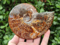 Polished Cleoniceras "Jigsaw" Ammonite Fossils x 2 From Tulear, Madagascar