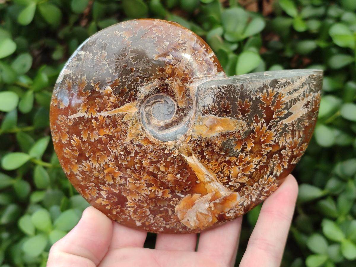 Polished Cleoniceras "Jigsaw" Ammonite Fossils x 2 From Tulear, Madagascar