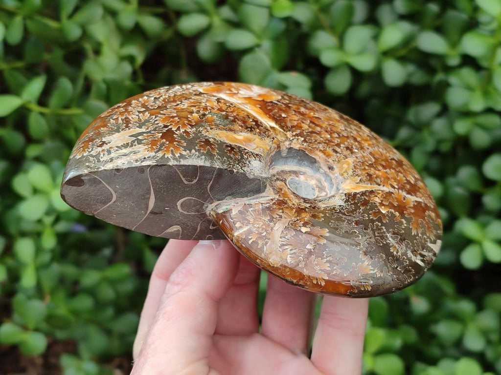 Polished Cleoniceras "Jigsaw" Ammonite Fossils x 2 From Tulear, Madagascar