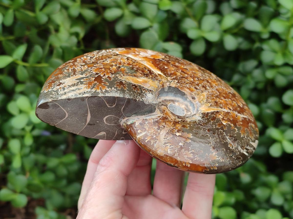 Polished Cleoniceras "Jigsaw" Ammonite Fossils x 2 From Tulear, Madagascar