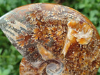 Polished Cleoniceras "Jigsaw" Ammonite Fossils x 2 From Tulear, Madagascar