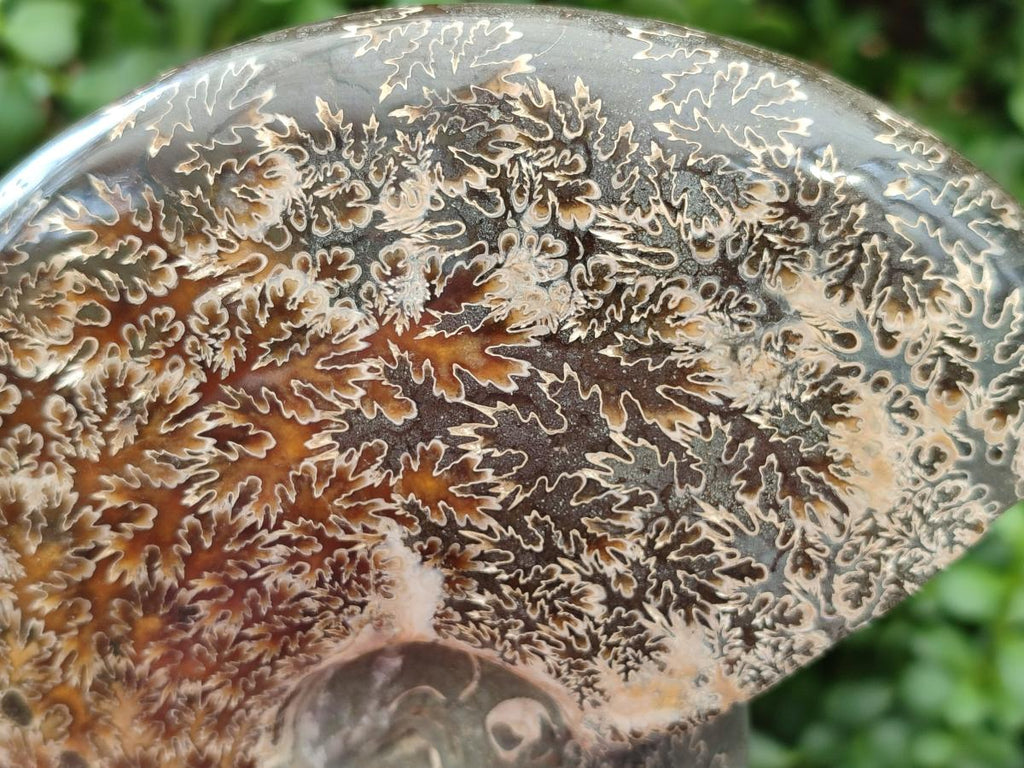 Polished Cleoniceras "Jigsaw" Ammonite Fossils x 2 From Tulear, Madagascar