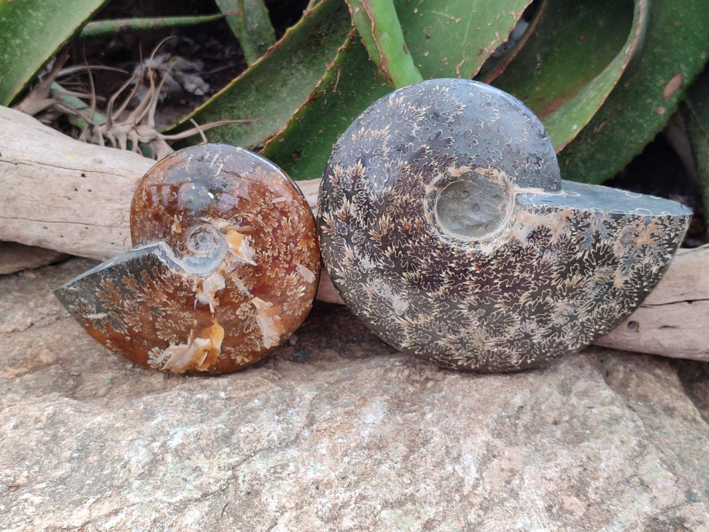 Polished Cleoniceras "Jigsaw" Ammonite Fossils x 2 From Tulear, Madagascar