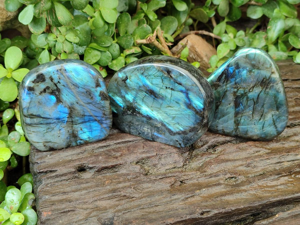 Polished Rounded Labradorite Standing Free Forms x 3 From Madagascar