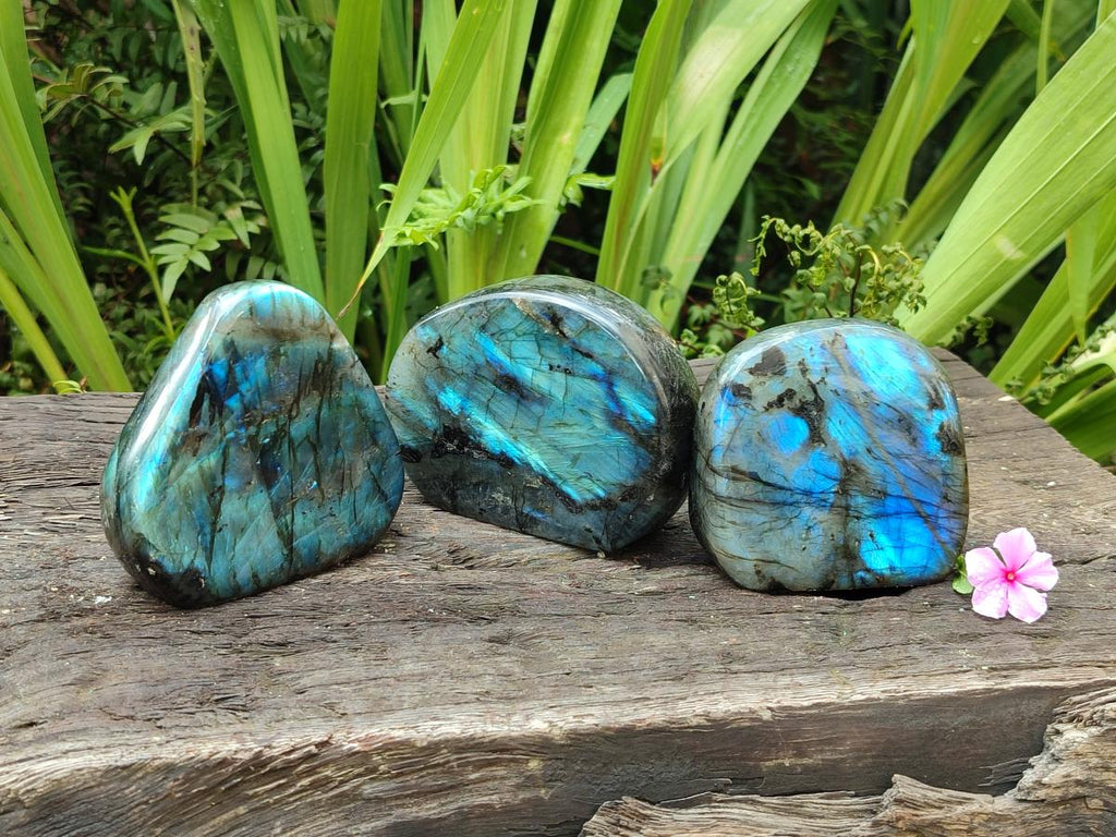 Polished Rounded Labradorite Standing Free Forms x 3 From Madagascar