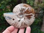 Polished Cleoniceras Ammonite Fossils x 2 From Tulear, Madagascar