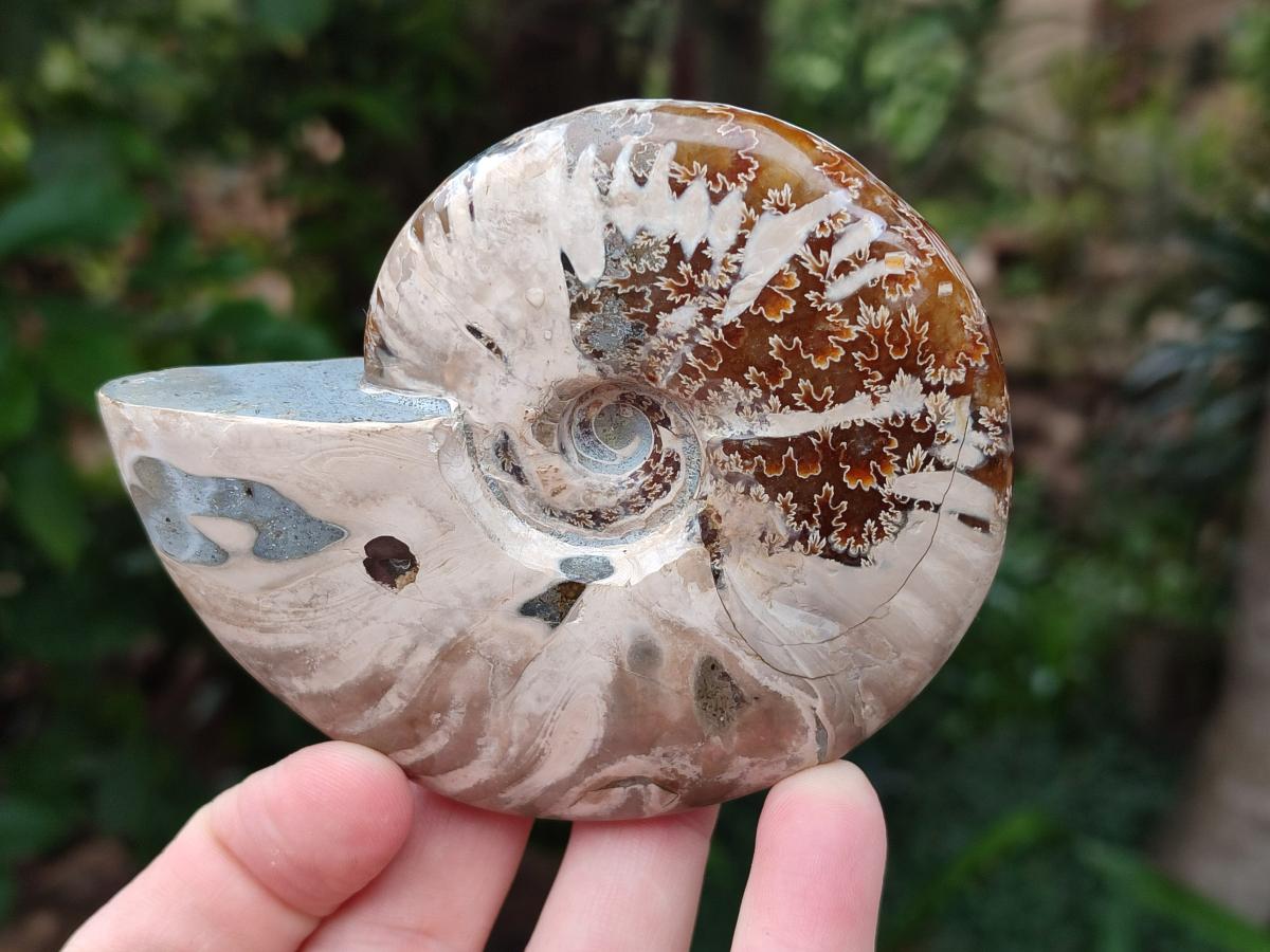 Polished Cleoniceras Ammonite Fossils x 2 From Tulear, Madagascar