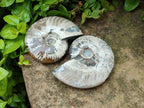 Polished Cleoniceras Ammonite Fossils x 2 From Tulear, Madagascar