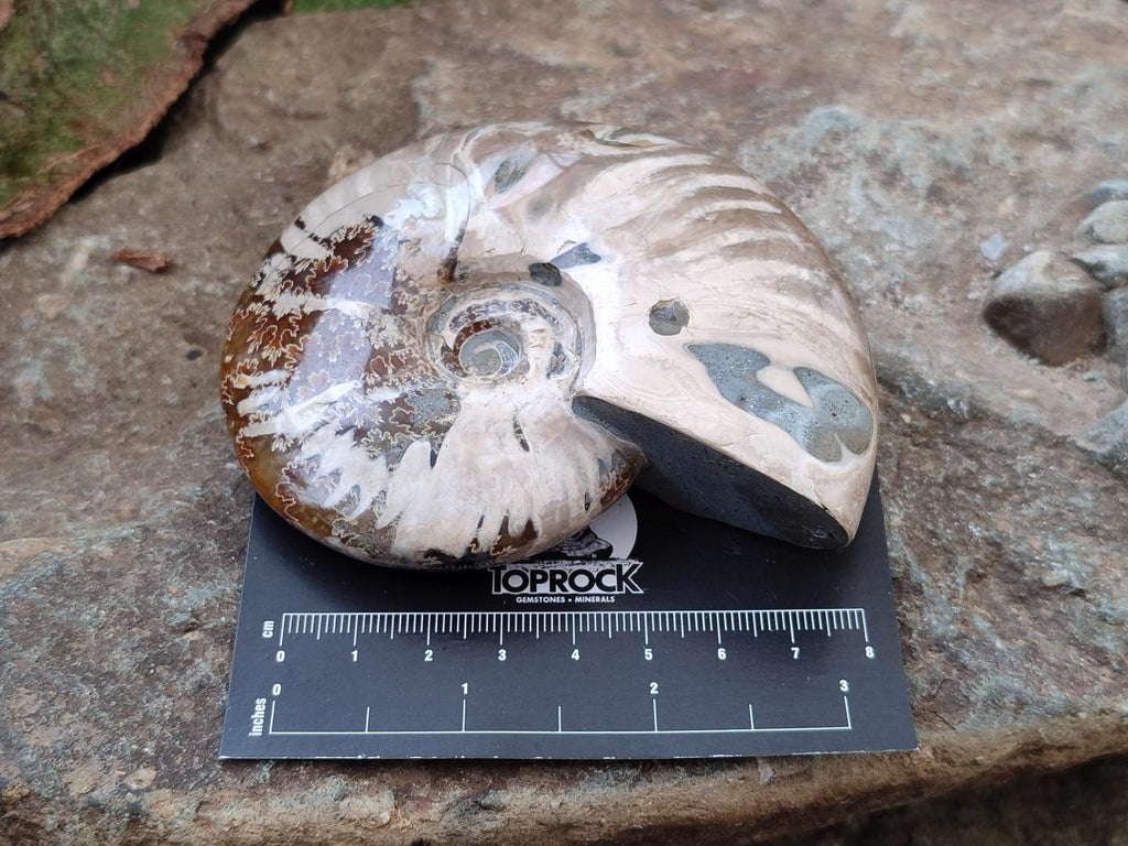Polished Cleoniceras Ammonite Fossils x 2 From Tulear, Madagascar