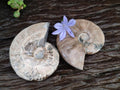 Polished Cleoniceras Ammonite Fossils x 2 From Tulear, Madagascar