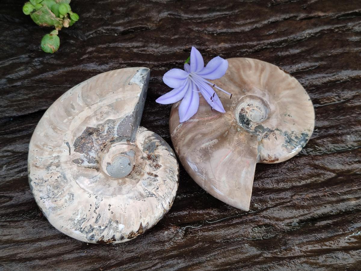 Polished Cleoniceras Ammonite Fossils x 2 From Tulear, Madagascar