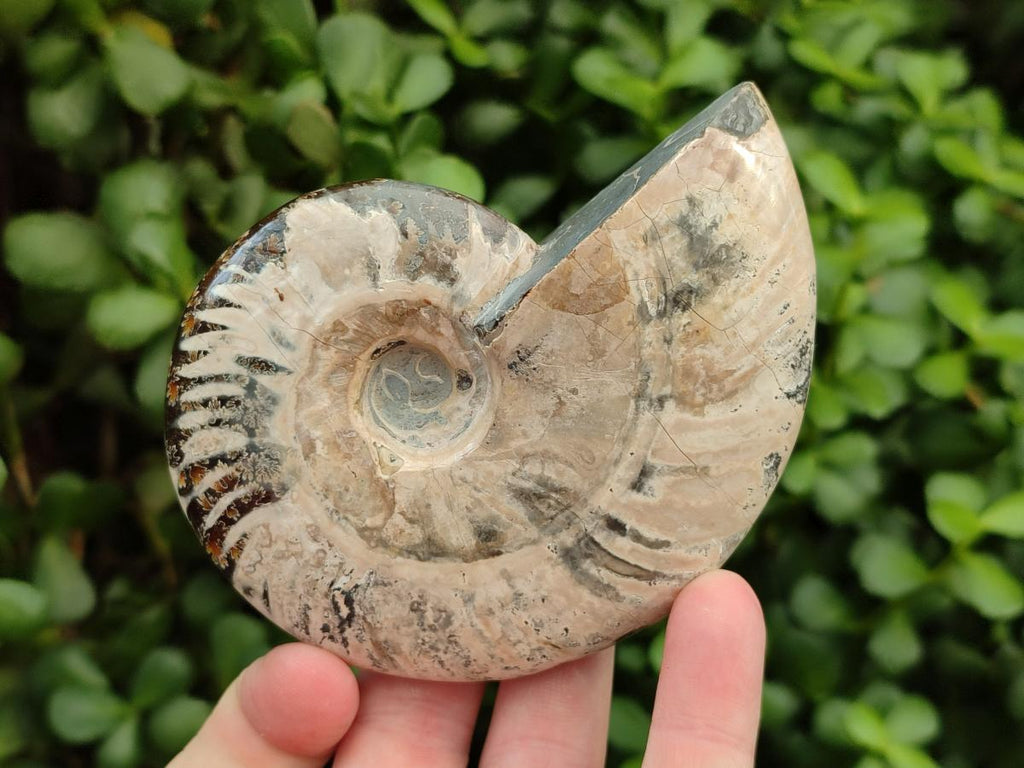 Polished Cleoniceras Ammonite Fossils x 2 From Tulear, Madagascar