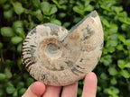 Polished Cleoniceras Ammonite Fossils x 2 From Tulear, Madagascar