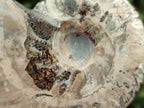 Polished Cleoniceras Ammonite Fossils x 2 From Tulear, Madagascar