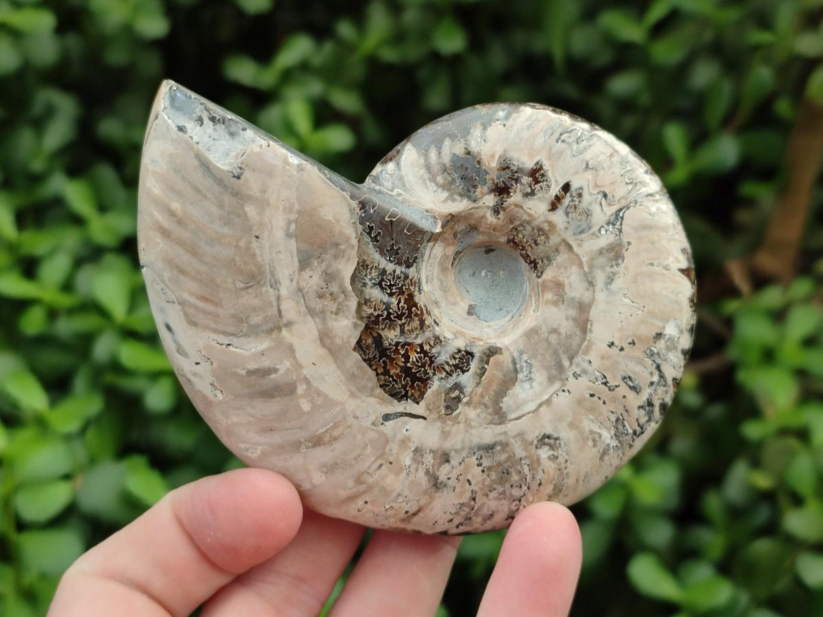 Polished Cleoniceras Ammonite Fossils x 2 From Tulear, Madagascar