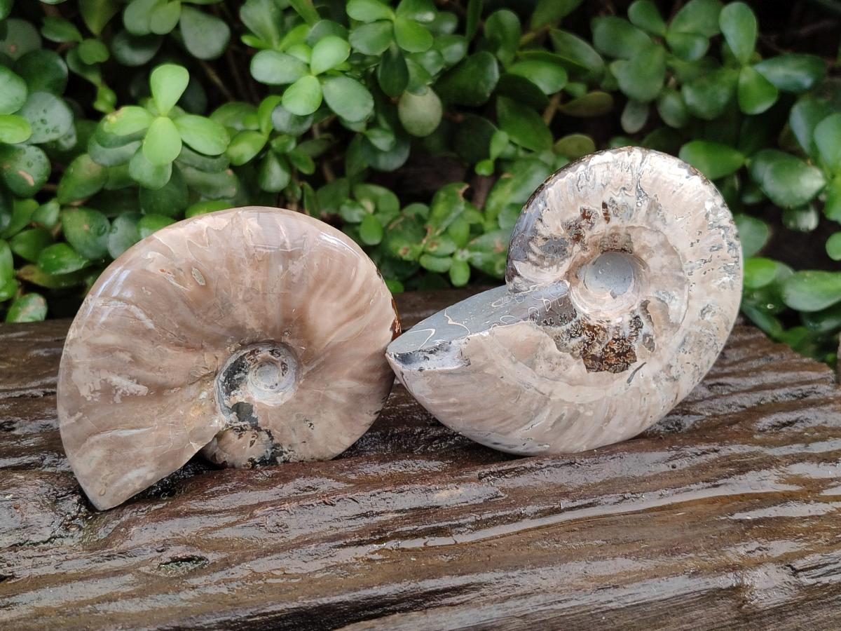 Polished Cleoniceras Ammonite Fossils x 2 From Tulear, Madagascar