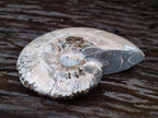 Polished Cleoniceras Ammonite Fossils x 2 From Tulear, Madagascar