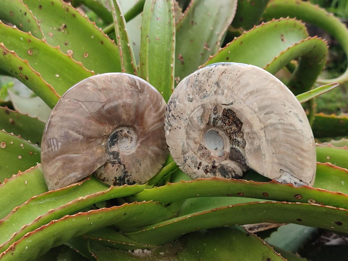 Polished Cleoniceras Ammonite Fossils x 2 From Tulear, Madagascar