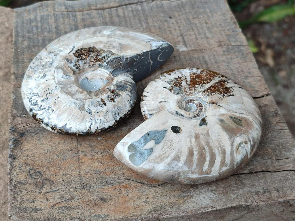 Polished Cleoniceras Ammonite Fossils x 2 From Tulear, Madagascar