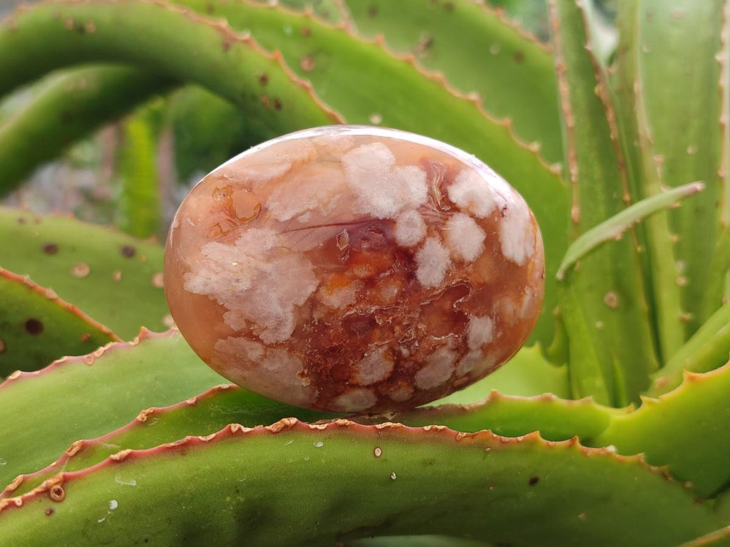 Polished Flower Agate Palm Stones x 12 From Antsahalova, Madagascar - Toprock Gemstones and Minerals 
