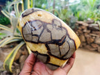 Polished Septerye "Dragons Egg" and Standing Free Form x 2 From Mahajanga, Madagascar