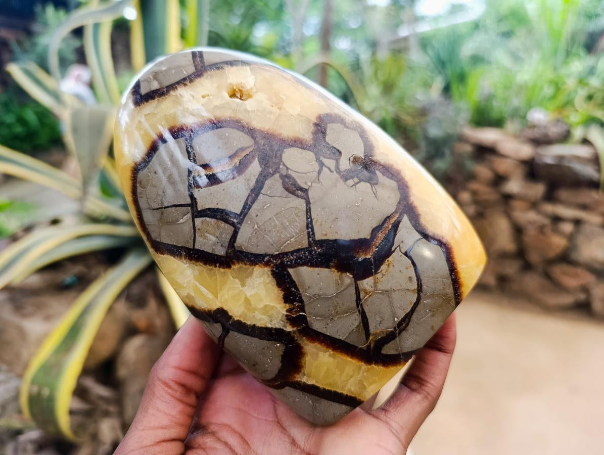 Polished Septerye "Dragons Egg" and Standing Free Form x 2 From Mahajanga, Madagascar