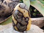Polished Septerye "Dragons Egg" and Standing Free Form x 2 From Mahajanga, Madagascar