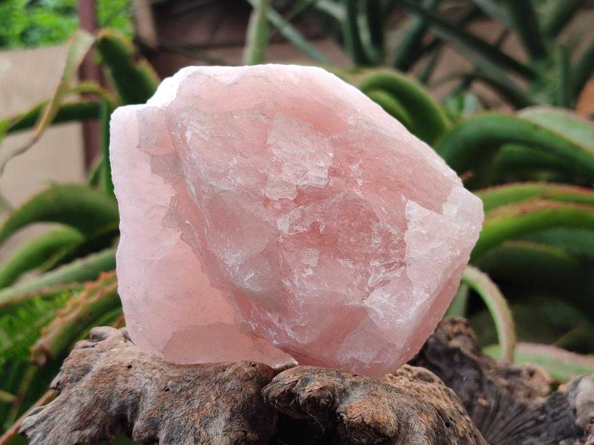 Natural Cobbed Rose Quartz Specimens x 7 From Northern Cape, South Africa