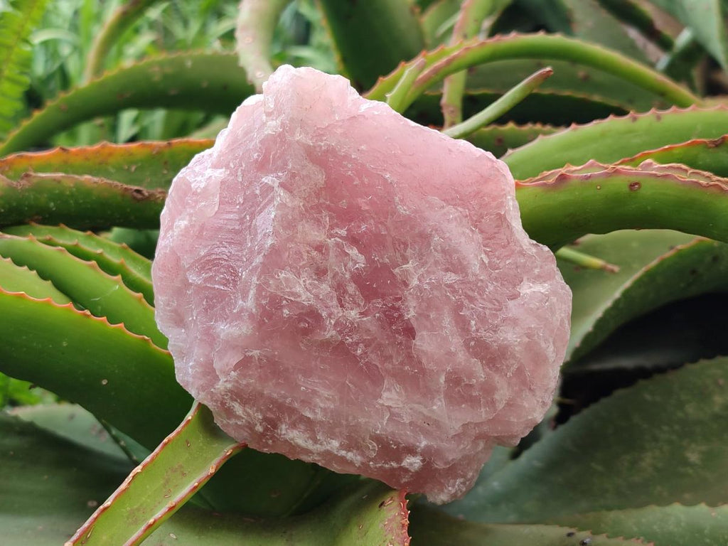 Natural Cobbed Rose Quartz Specimens x 7 From Northern Cape, South Africa