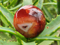Polished Carnelian Agate Gemstone Galets x 20 From Madagascar