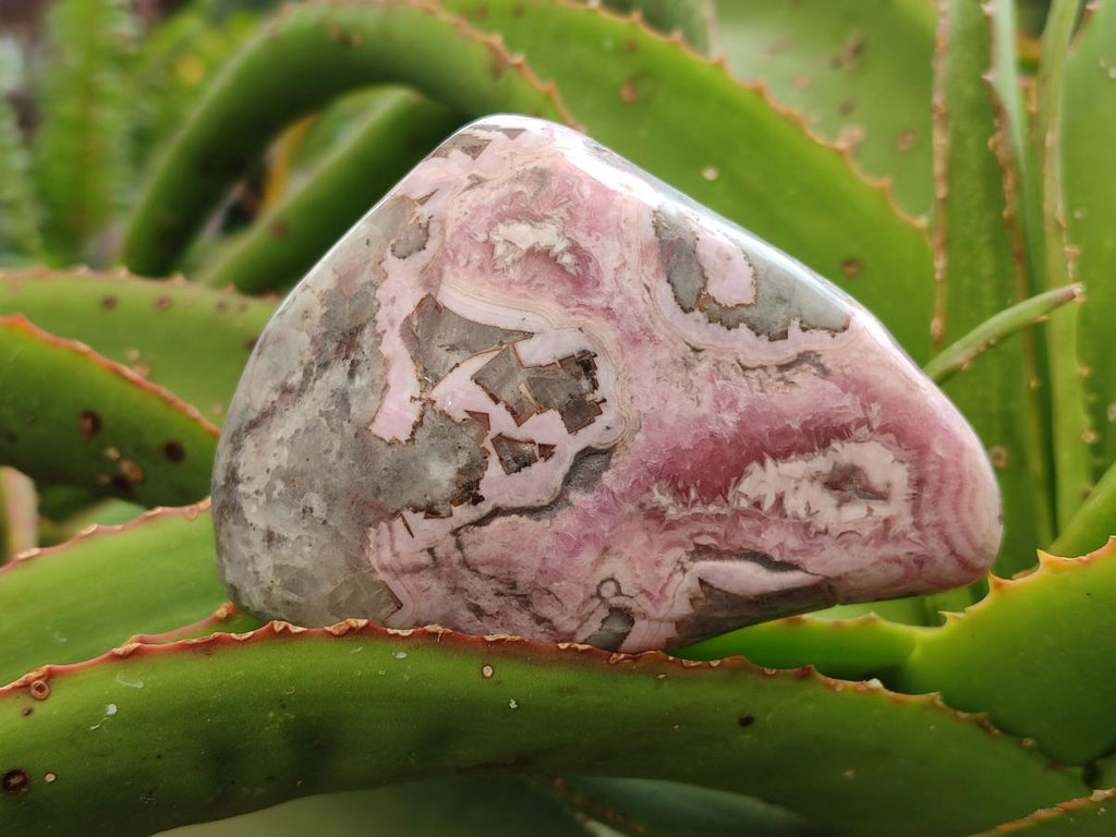 Polished Cobaltion Calcite in Dolomite Free Forms x 6 From Kakanda, Congo