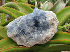 Natural Large Blue Celestite Geode Cluster Specimen x 1 From Sakoany, Madagascar