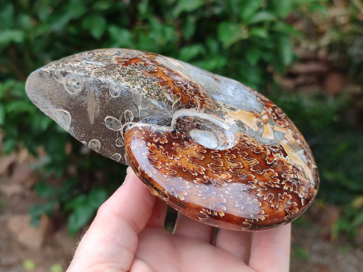 Polished Cleoniceras "Jigsaw" Ammonite Fossils x 2 From Tulear, Madagascar
