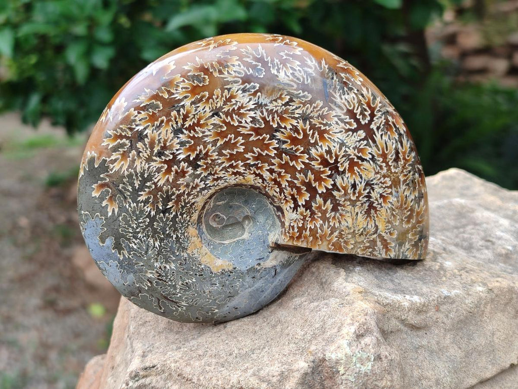 Polished Cleoniceras "Jigsaw" Ammonite Fossils x 2 From Tulear, Madagascar
