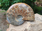 Polished Cleoniceras "Jigsaw" Ammonite Fossils x 2 From Tulear, Madagascar