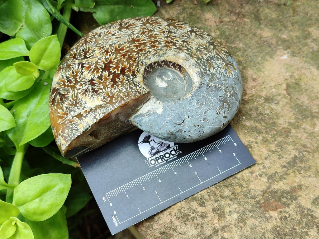 Polished Cleoniceras "Jigsaw" Ammonite Fossils x 2 From Tulear, Madagascar