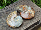 Polished Cleoniceras "Jigsaw" Ammonite Fossils x 2 From Tulear, Madagascar