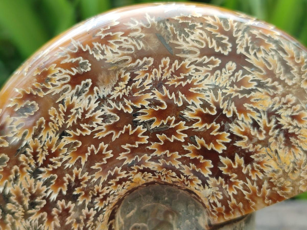 Polished Cleoniceras "Jigsaw" Ammonite Fossils x 2 From Tulear, Madagascar