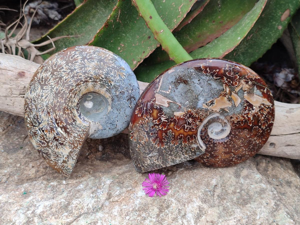 Polished Cleoniceras "Jigsaw" Ammonite Fossils x 2 From Tulear, Madagascar
