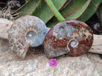 Polished Cleoniceras "Jigsaw" Ammonite Fossils x 2 From Tulear, Madagascar