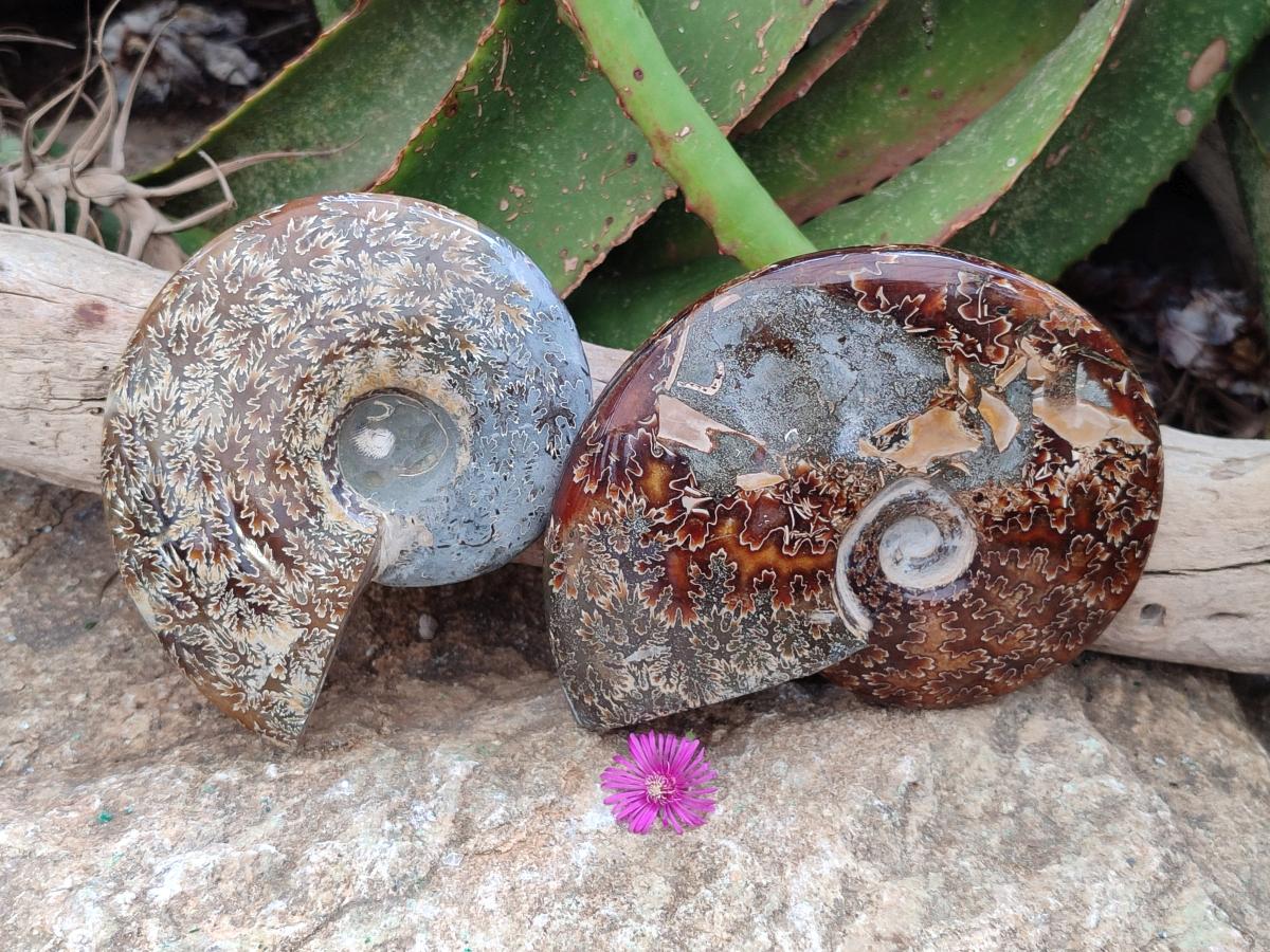 Polished Cleoniceras "Jigsaw" Ammonite Fossils x 2 From Tulear, Madagascar